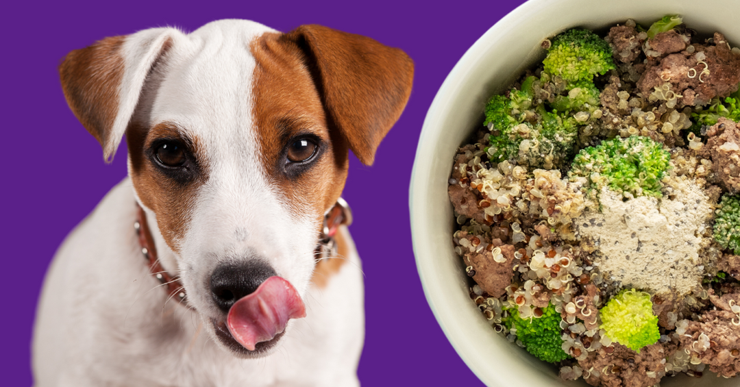 beef quinoa broccoli sunflower oil vitamin premix homemade dog food ingredients   