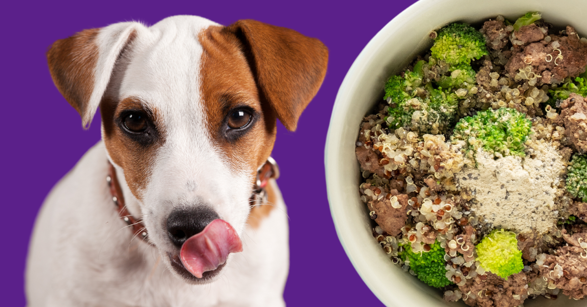 Beef, Quinoa, Broccoli Dog Food Recipe (Pics & Video) – Azestfor