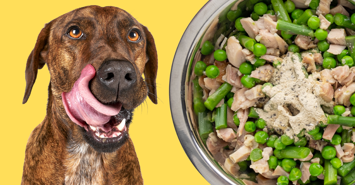 Our Favorite Homemade Dog Food Recipe - Angie Away