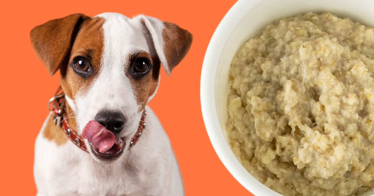 Chicken and oatmeal dog food outlet