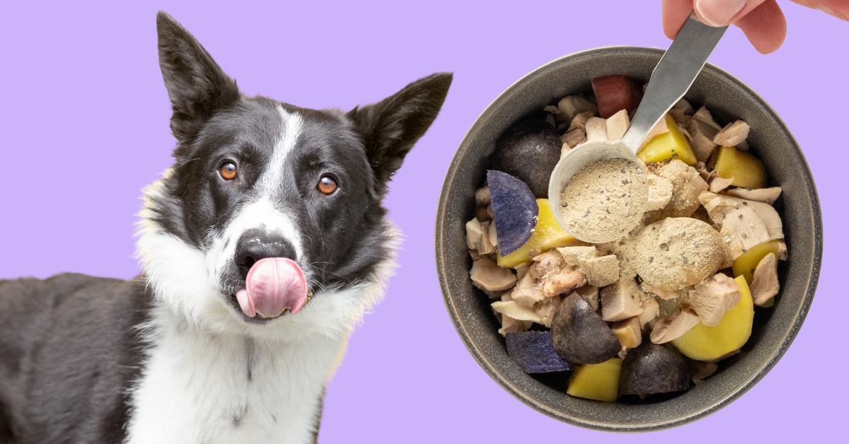 Homemade weight gainer for dogs hot sale