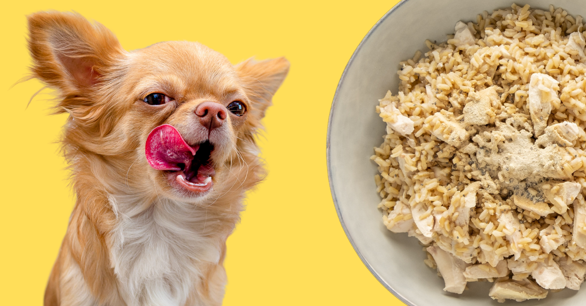 Our Favorite Homemade Dog Food Recipe - Angie Away