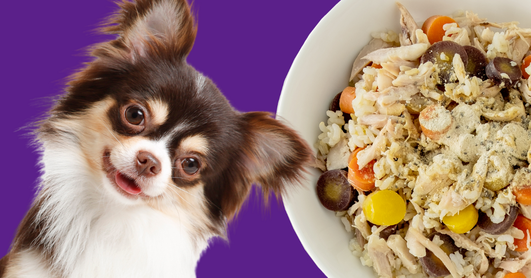 chicken and rice with carrots vitamin minerals dog food recipe ingredients