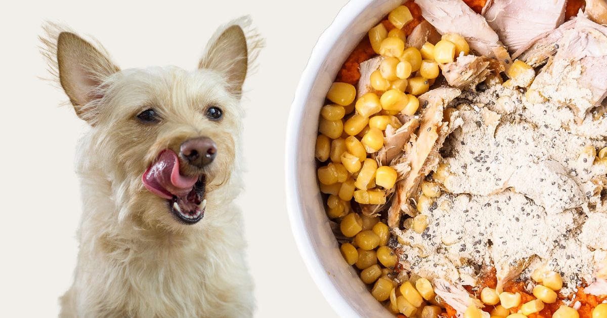 Our Favorite Homemade Dog Food Recipe - Angie Away