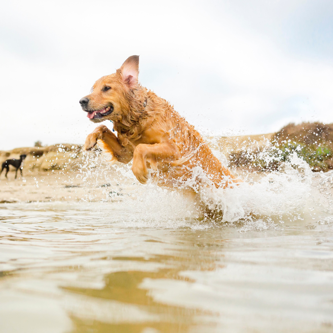 Joint Support Article Page Cover. Active happy dog jumping in water