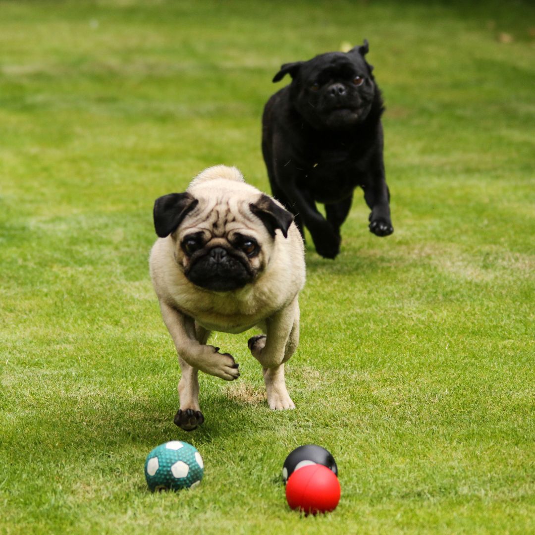 Two dogs chasing the rolling balls on the grass