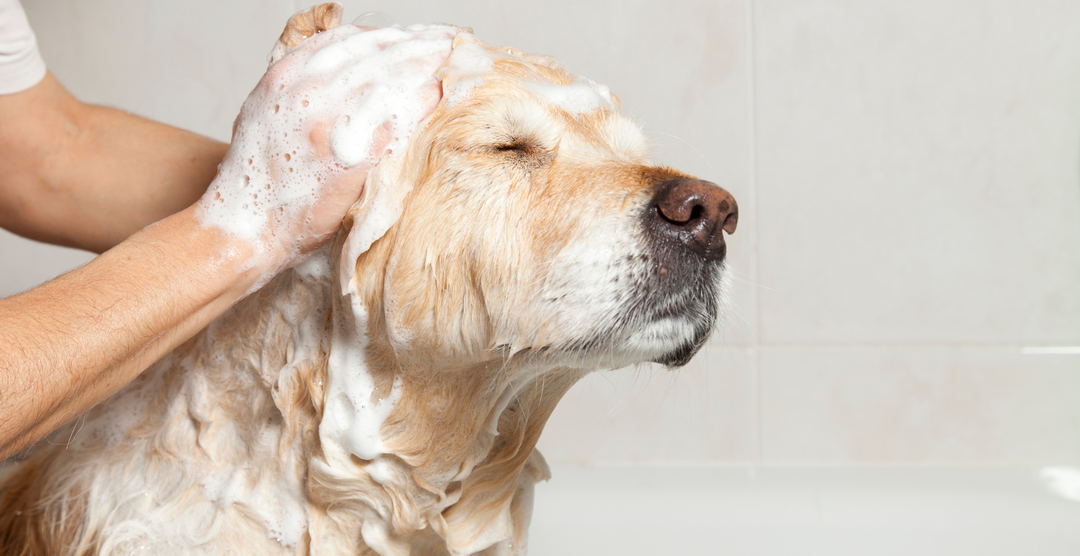 Dog_bathing_drown_fleas_suds