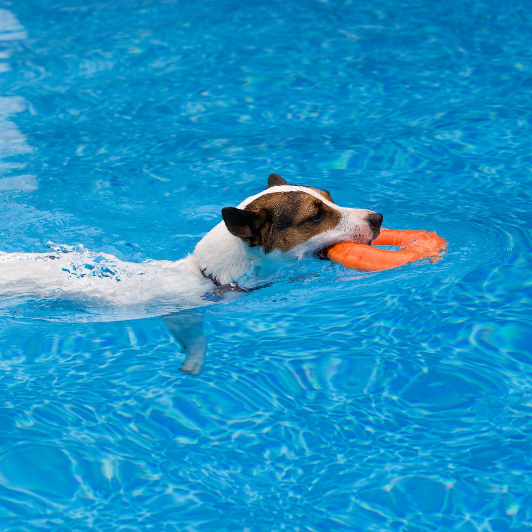 Dog swimming in a pool