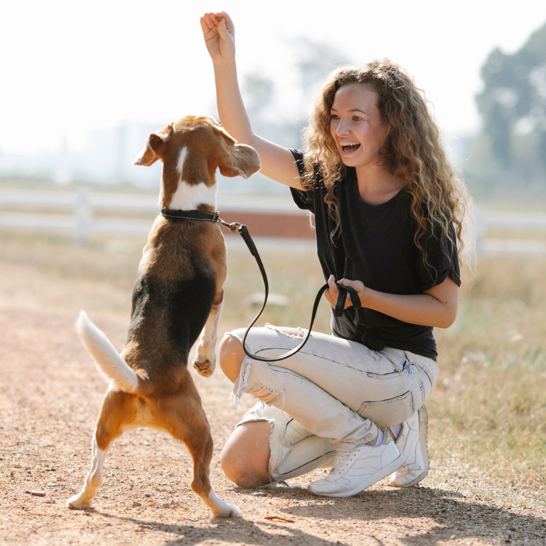 Dog learning tricks with it's owner