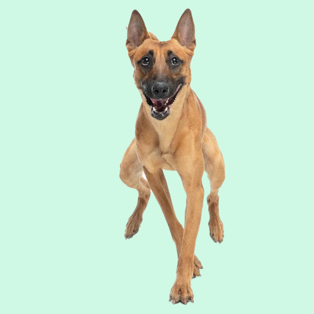 new_zealand_green_lipped_mussel_for_dogs_Dog_running