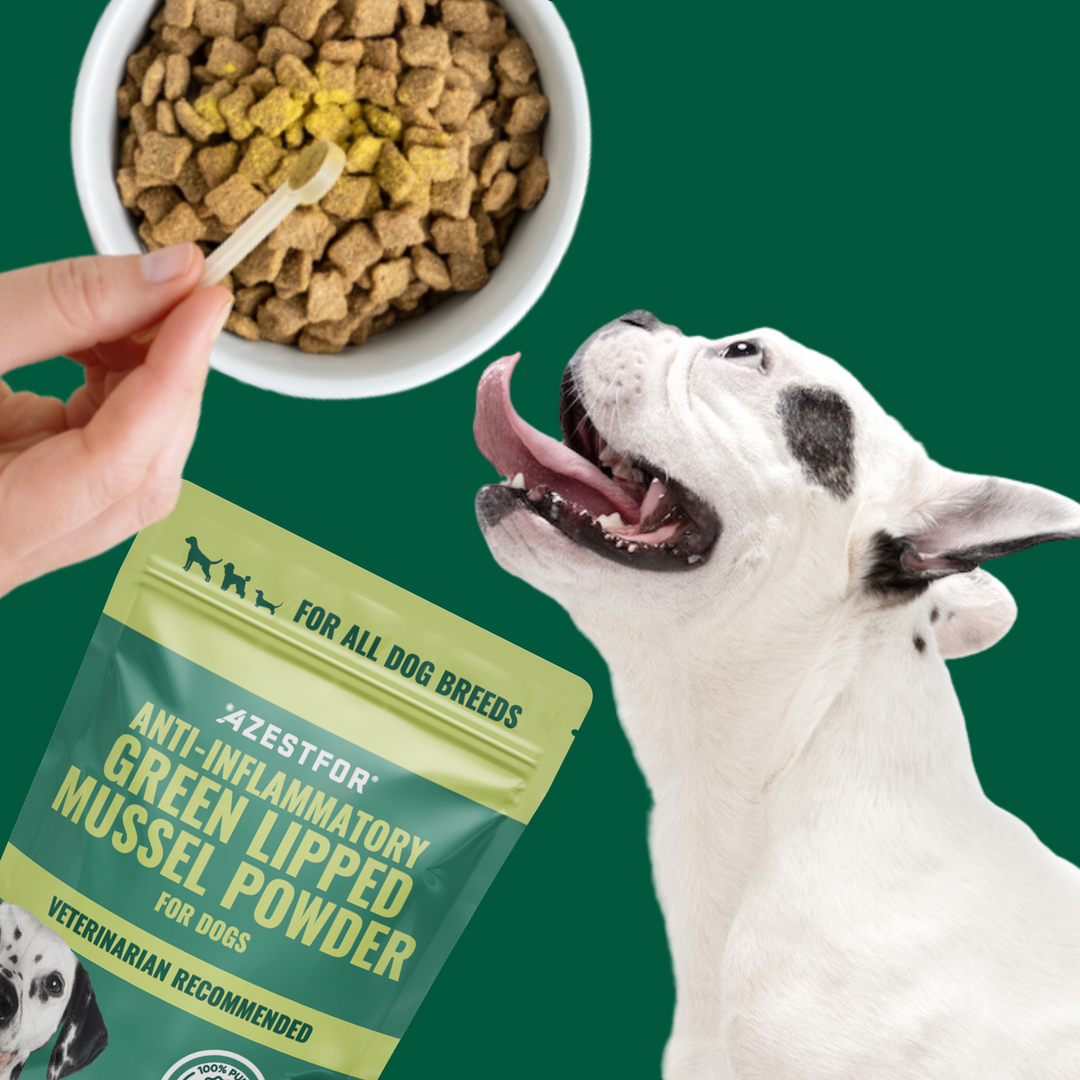 Green_Lipped_Mussel_powder_dogs_scoop_white_dog_kibble