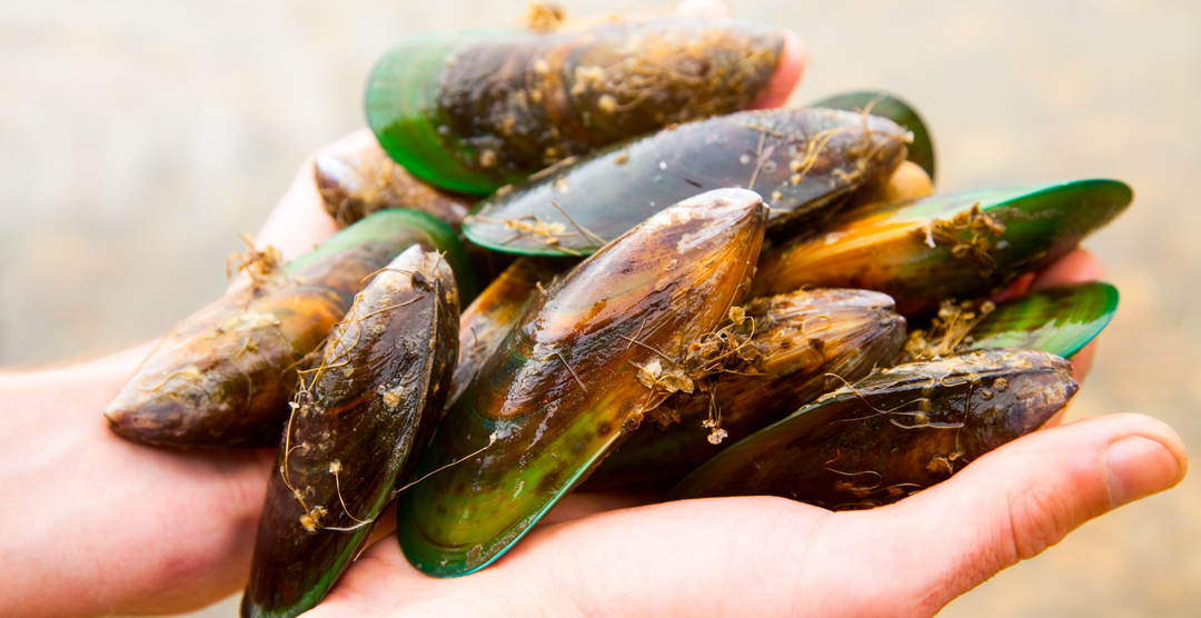 Natural_supplement_new_zealand_green_lipped_mussels_fresh_in_hands
