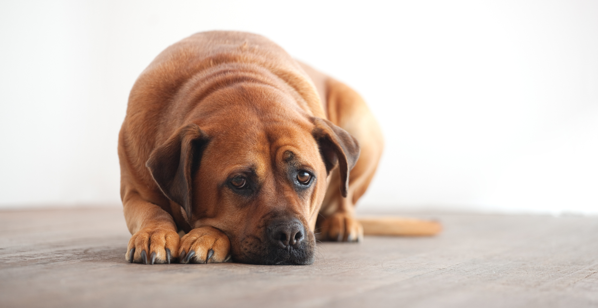 Sad_dog_lying_on_floor