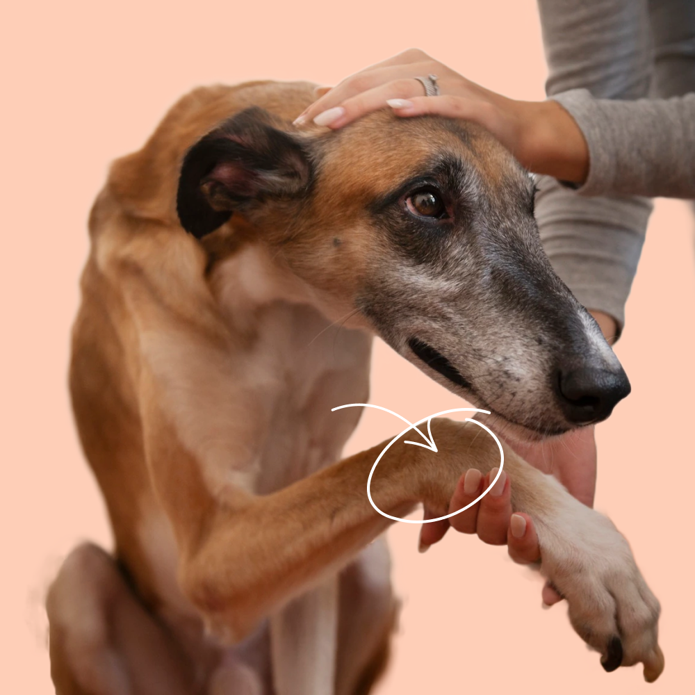 dog_joint_supplement_with_green_lipped_mussel_dog_hurting