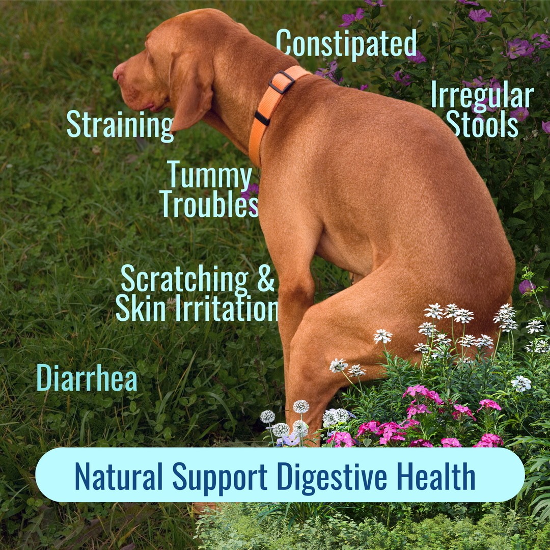 Solution_Gut_Health_Dog_Pooping_in_the_Flowers_Gut_Health_Product_1