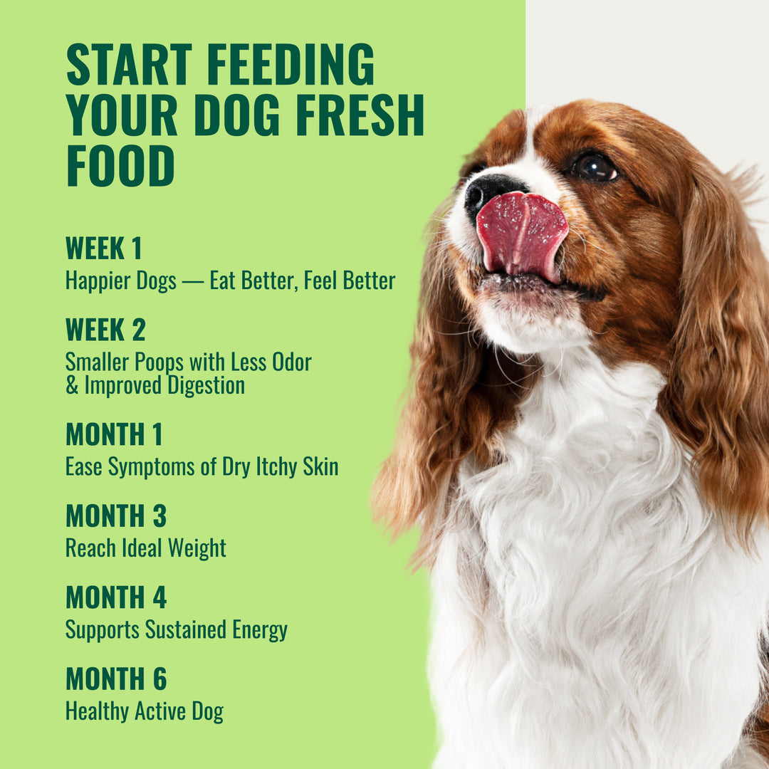 Time_line_feeding_AZESTFOR_VITAMINS-DIY_DOG_FOOD_PROGRESS_EXPLAINER-Week_one_Eat_better_feel_better_HMonth_6_Healthy_active_dog