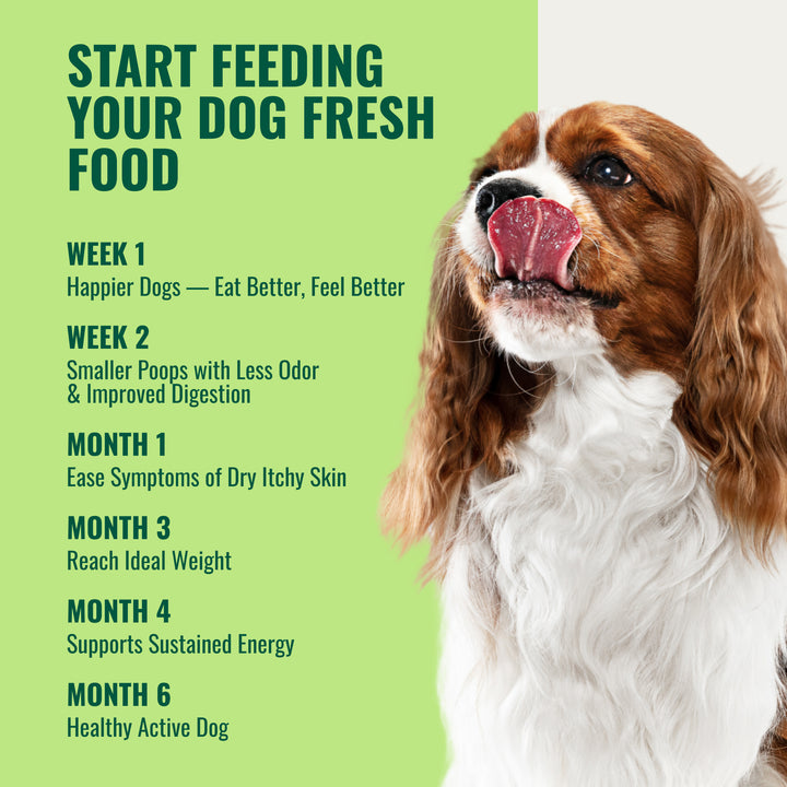 Time_line_feeding_AZESTFOR_VITAMINS-DIY_DOG_FOOD_PROGRESS_EXPLAINER-Week_one_Eat_better_feel_better_HMonth_6_Healthy_active_dog