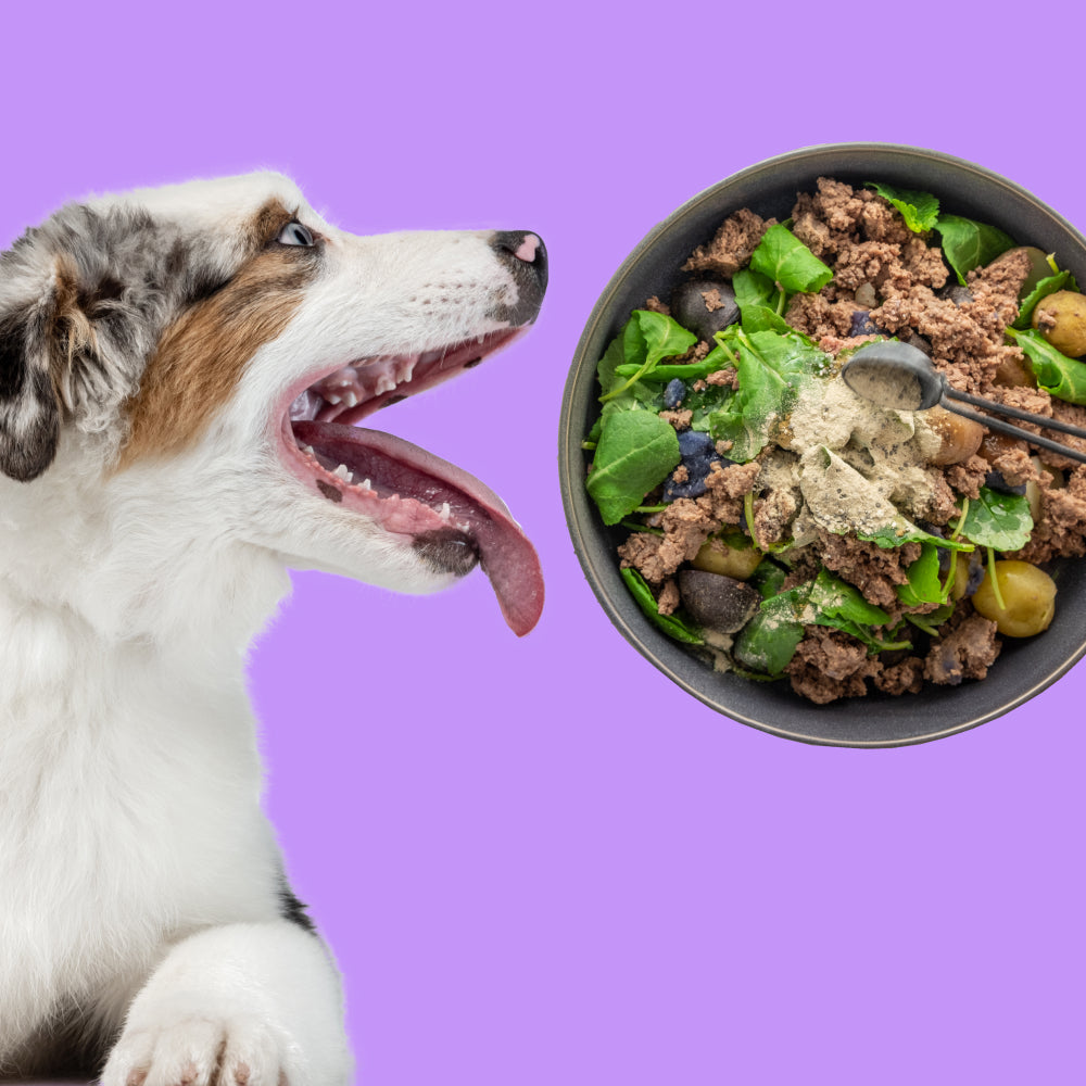 dog_multivitamin_powder_sprinkled_dog_looking