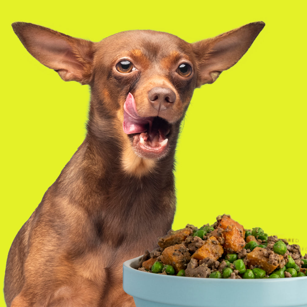 dog_multivitamin_for_homemade_food
