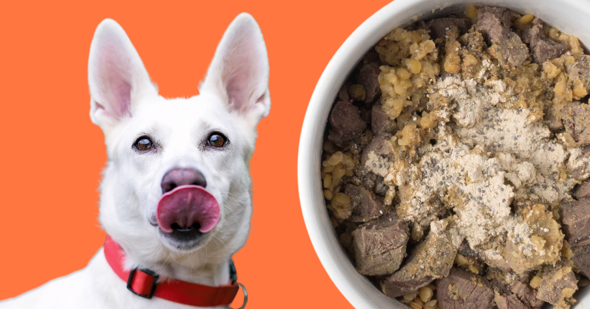 homemade dog food recipe venison lentils white dog licking face orange background