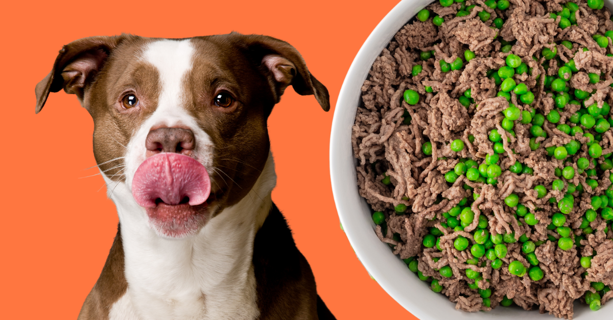 Homemade Dog Food Recipe – Azestfor