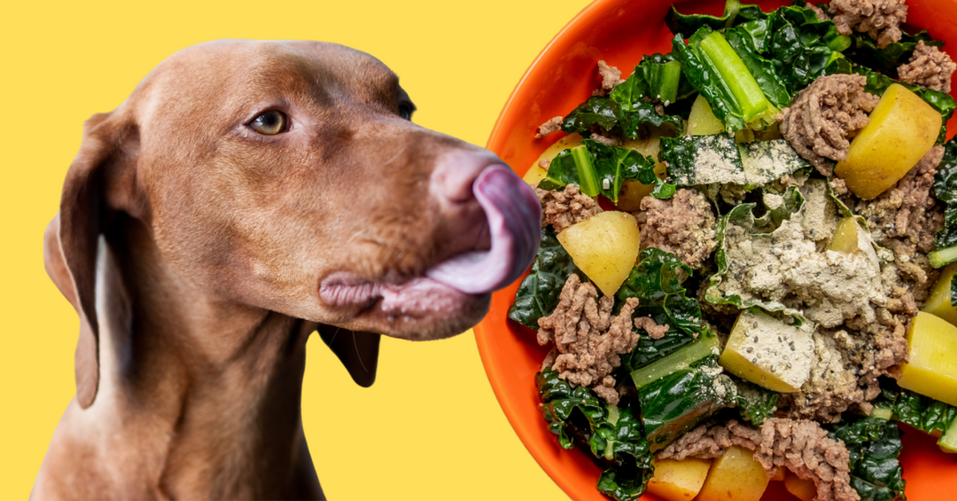 beef potato kale sunflower oil vitamin mineral premix dog food ingredients 