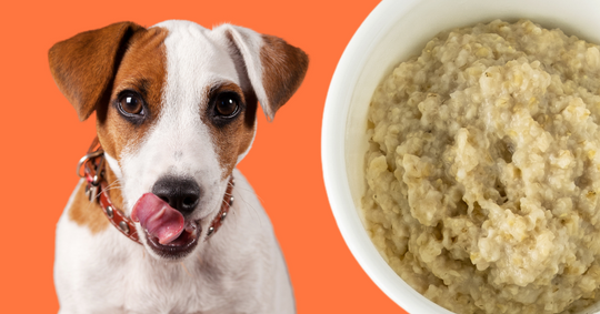 Homemade Dog Food Recipes – Azestfor