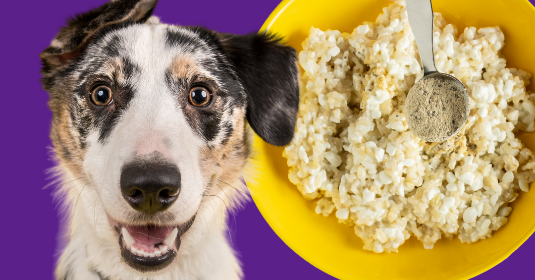 cottage cheese and rice with sunflower oil vitamins elimination diet dog food recipe dogs with protein allergies 