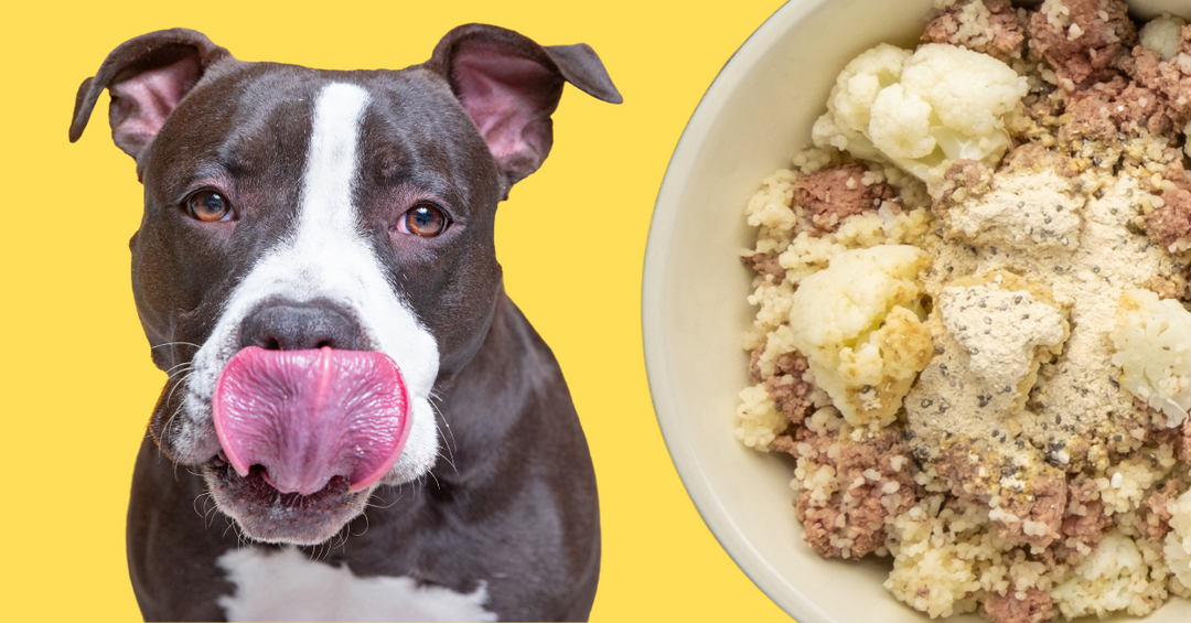 homemade dog food diet recipe with lamb couscous cauliflower