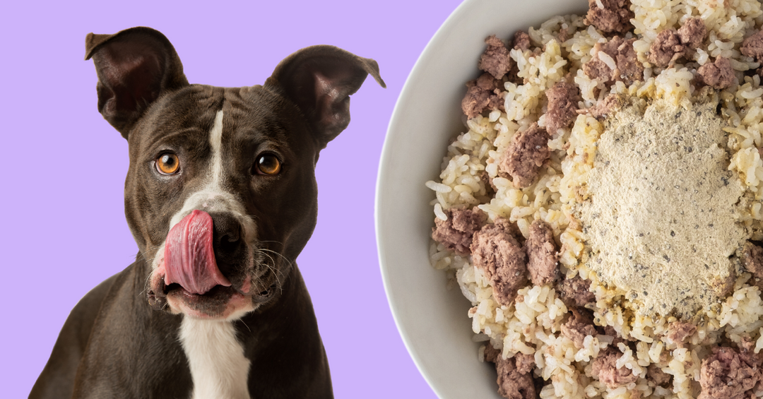 Homemade dog online food for pitbulls