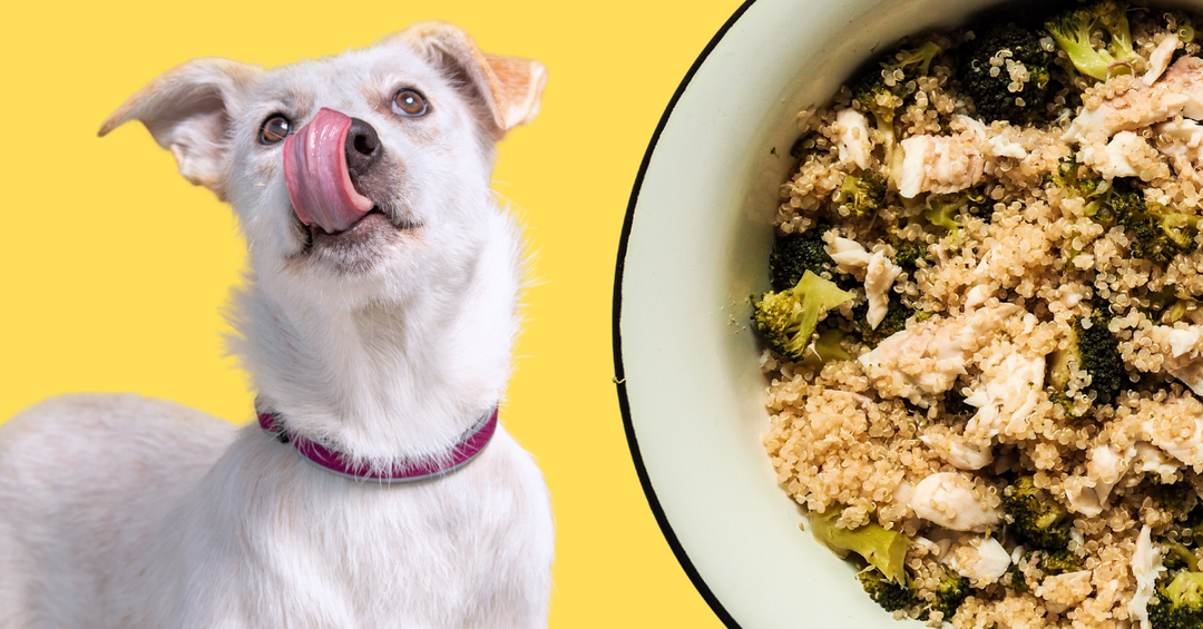 Recipe For Homemade Dog Food salmon broccoli quinoa vitamins 