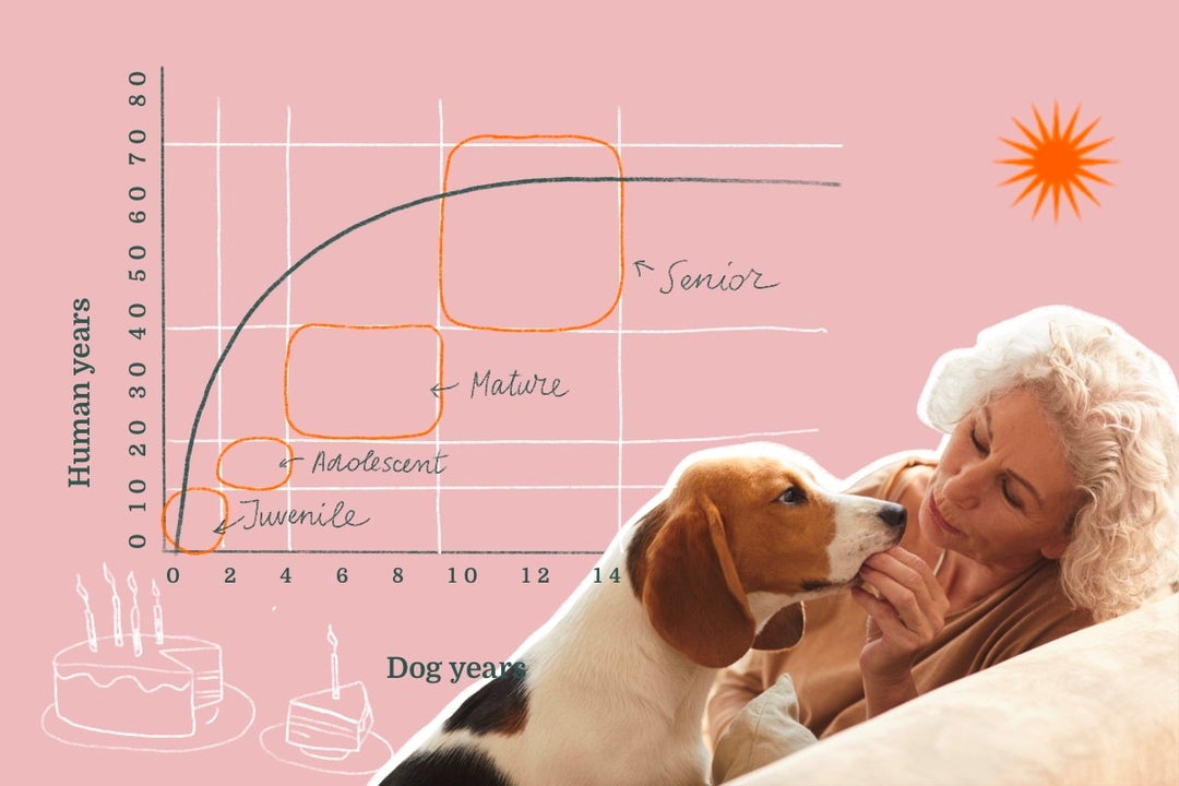 senior dog aging graph over human years 
