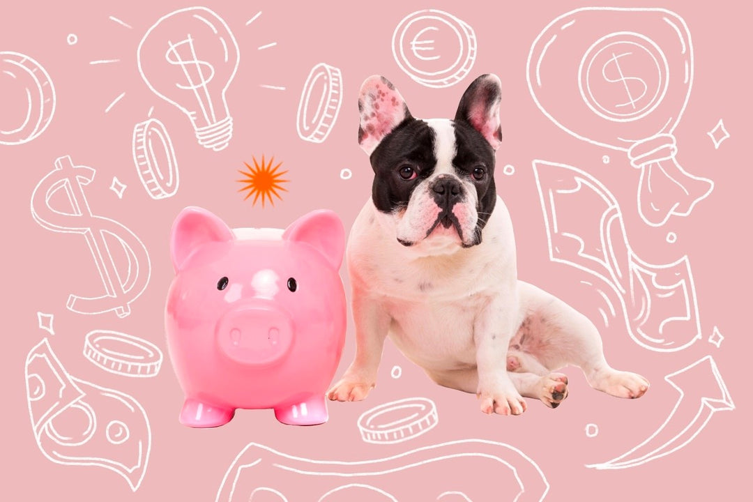 is it cheaper to make your own dog food dog next to piggy bank 