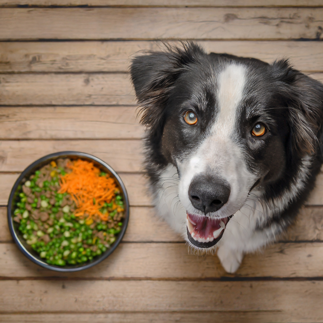 Apoaequorin for dogs best sale