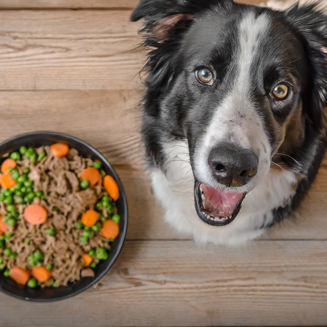 DIY Dog Food article cover. Happy dog face and some fresh homemade dog food in a powl from top point of view