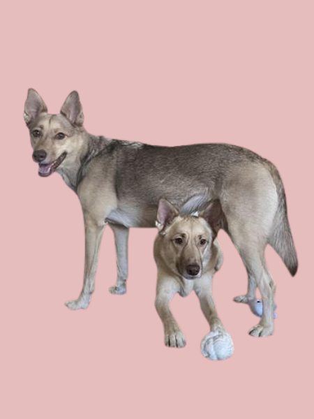 Azestfor Recipes for homemade dog food