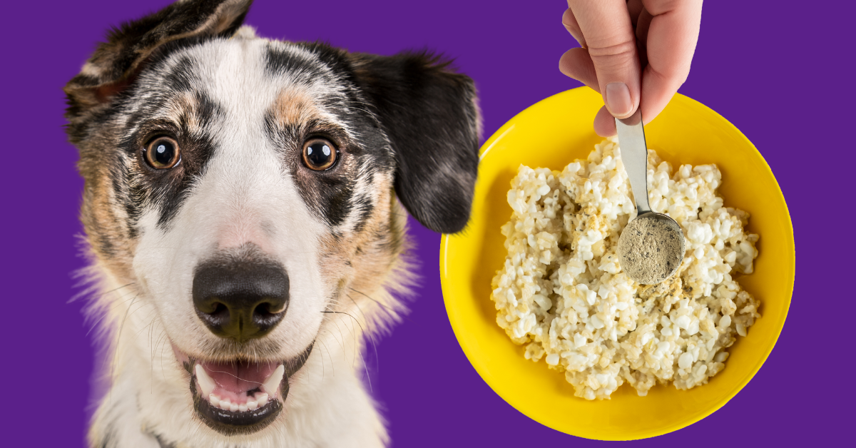 Cottage_Cheese_Rice_Cheap_Dog_Food_Recipe_Smiling_Dog