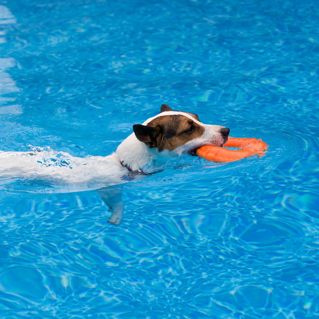 Dog swimming in a pool 
