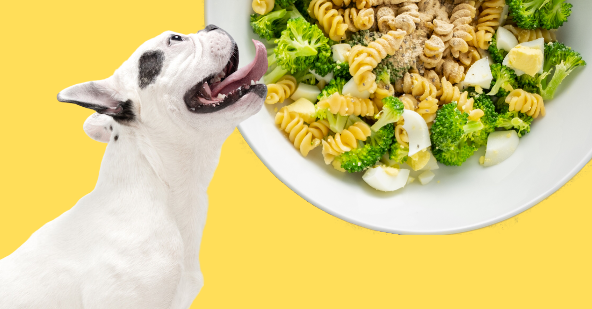 Eggs_Macaroni_Broccoli_Dog_Food_Recipe_Healthy_Dog