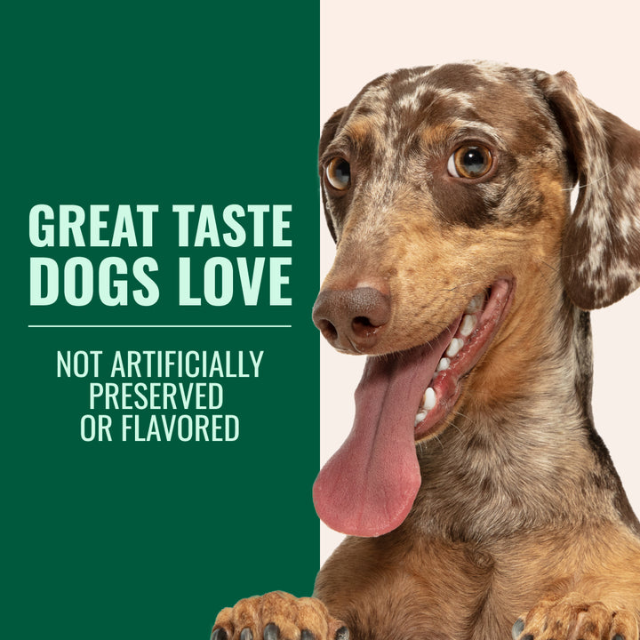 great taste dogs love azestfor green lipped mussel dachshund happy on green background