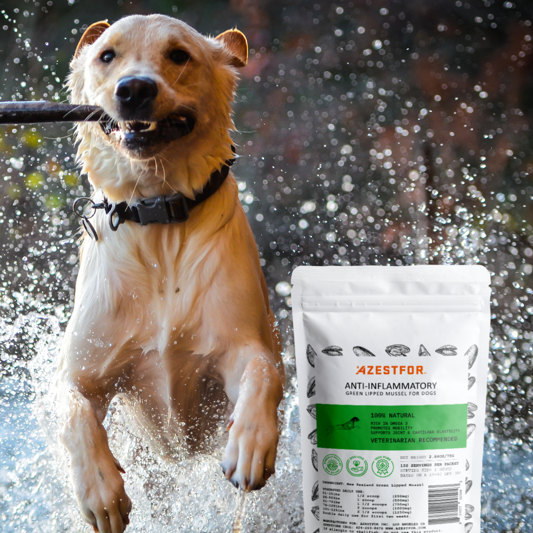 Mussel online for dogs