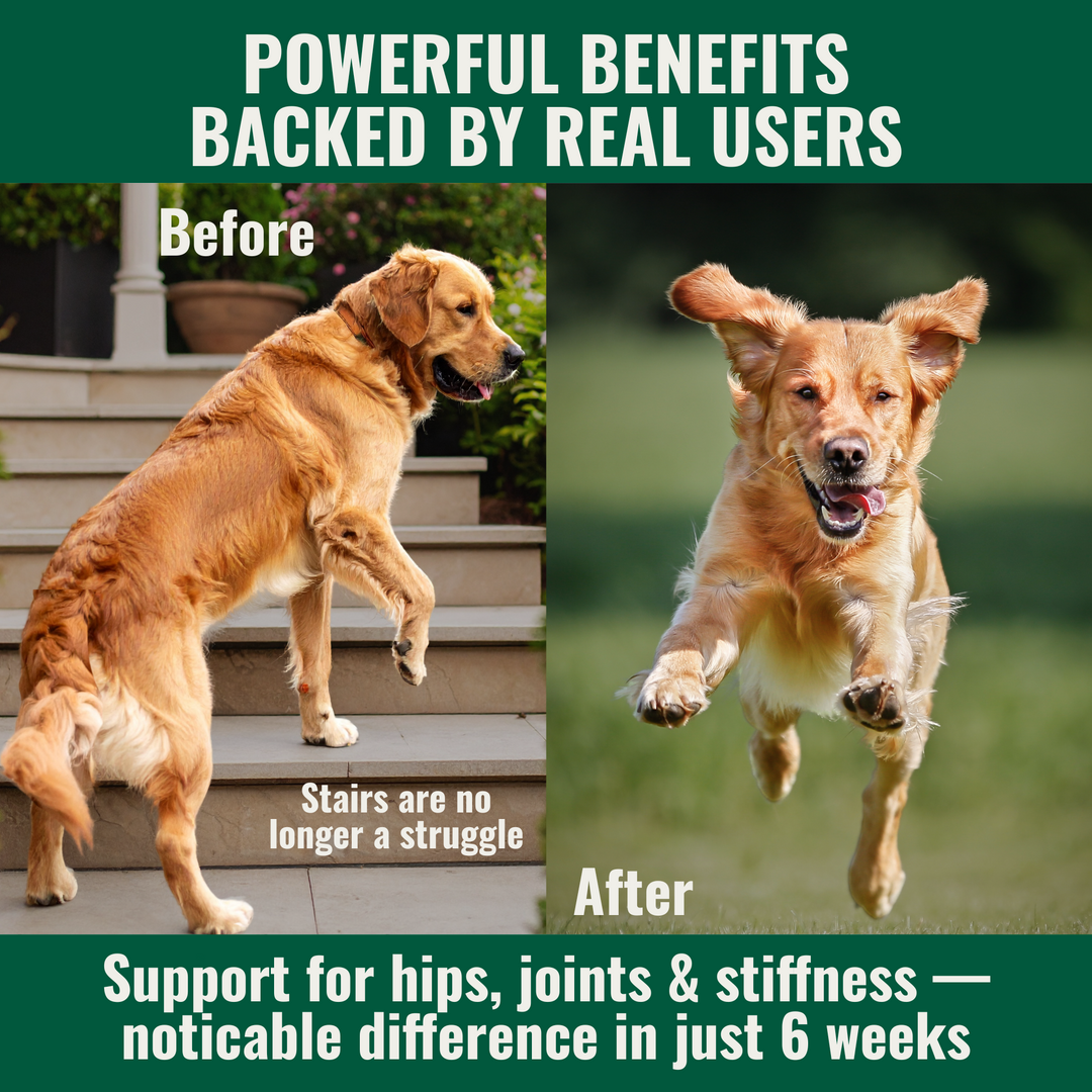 Dog_struggling_with_stairs_before_Green_lipped_mussel_powder