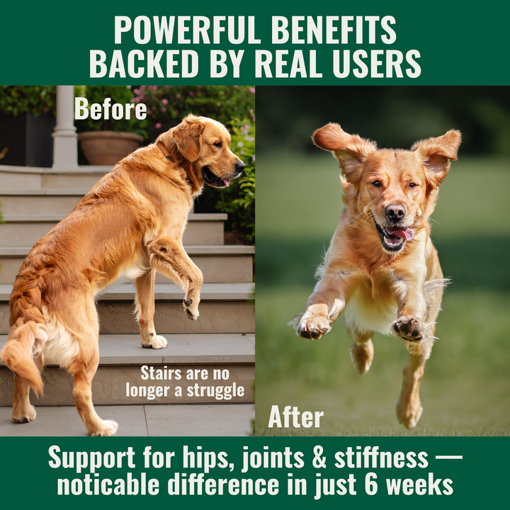Dog_struggling_with_stairs_before_Green_lipped_mussel_powder