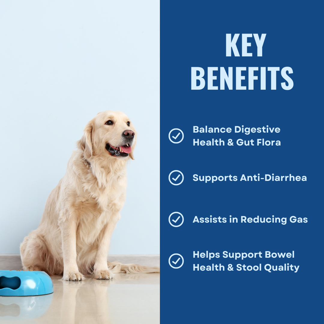 Gut Health For Dogs