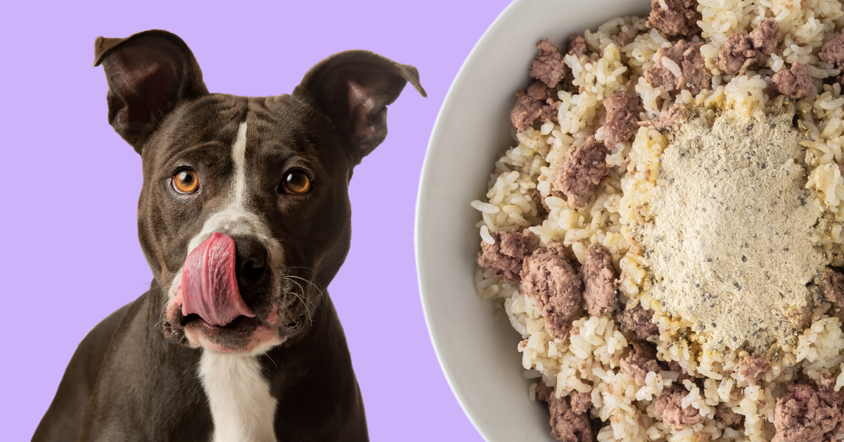 Homemade Dog Food Recipes Vet Approved – Azestfor