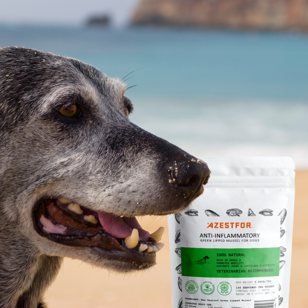 Dog dementia best sale natural treatment