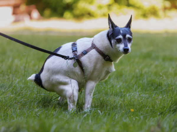 Small_terrier_dog_pooping_outside-On_grass_Azestfor_Gut_Health