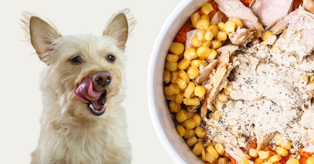 Turkey_Pumpkin_Corn_Fresh_Dog_Food_Recipe_happy_Dog