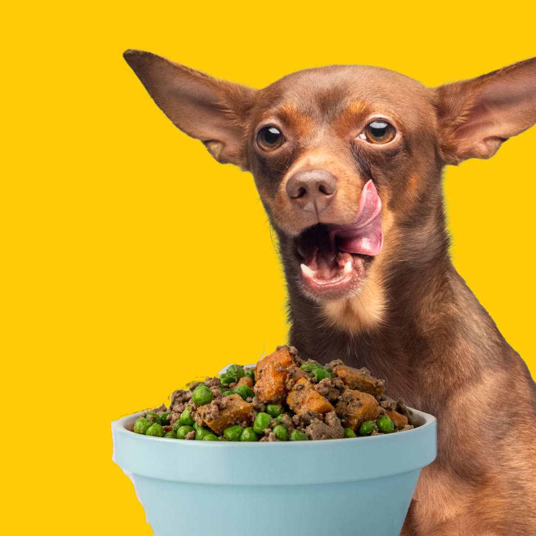 dog_licking_mouth_with_bowl_of_fresh_homemade_dog_food_Mobile