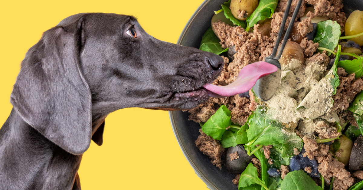 Homemade dog top food with venison